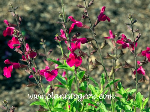Salvia Dark Dancer (Salvia greggii)